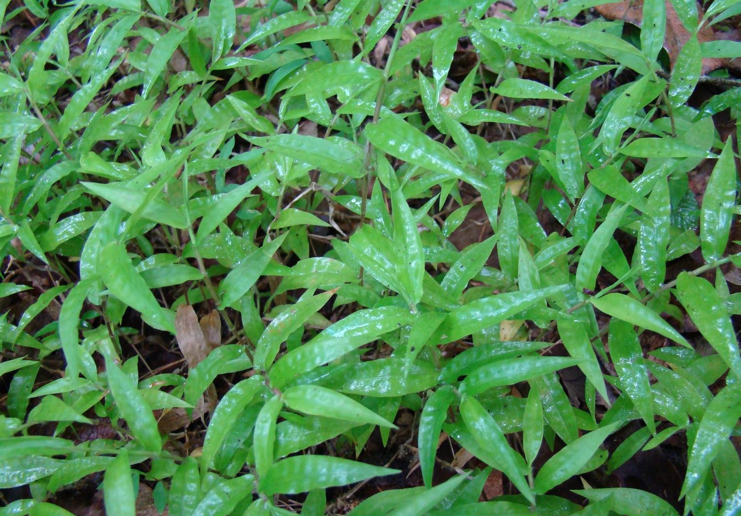 Bristle Basketgrass