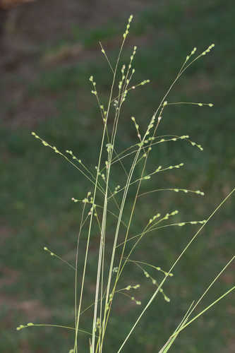 Prairie Panic-Grass, Prairie Panicgrass