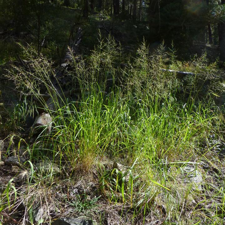 Bulb Panicgrass