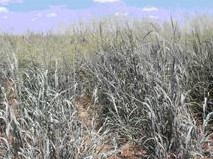 Havards Panicgrass