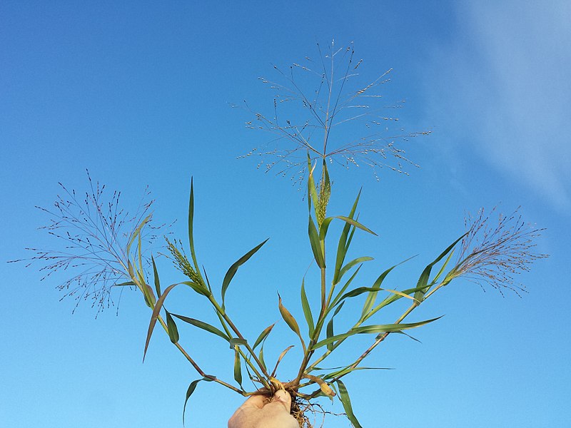 Hillmans Panicgrass