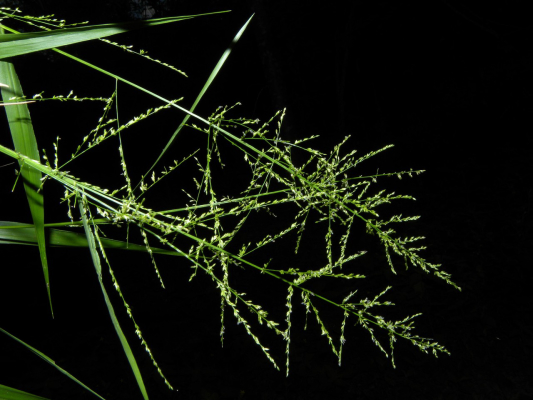 Hairy Panicgrass