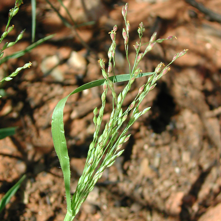 Mexican Panicgrass
