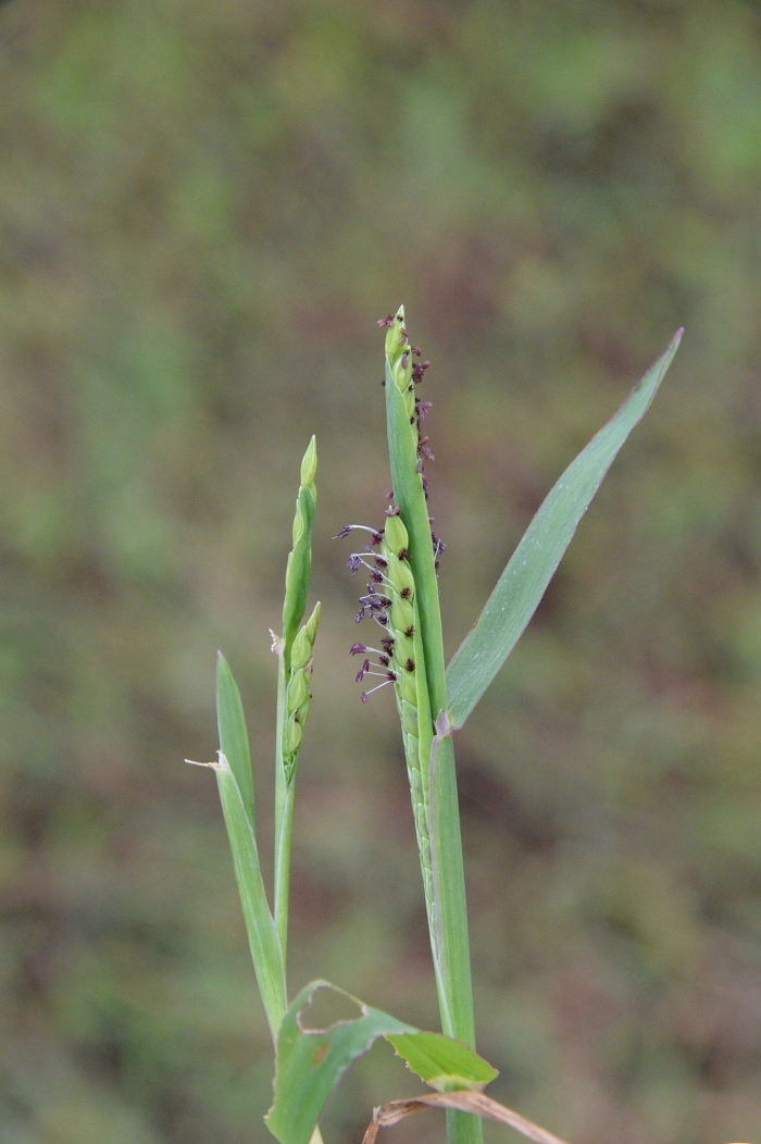 Brook Crowngrass