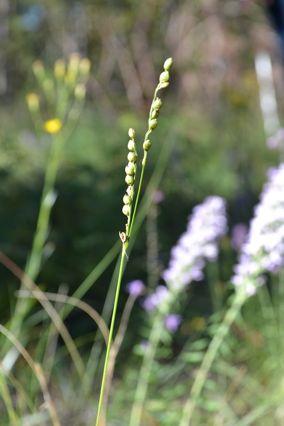 Pitchfork Crowngrass