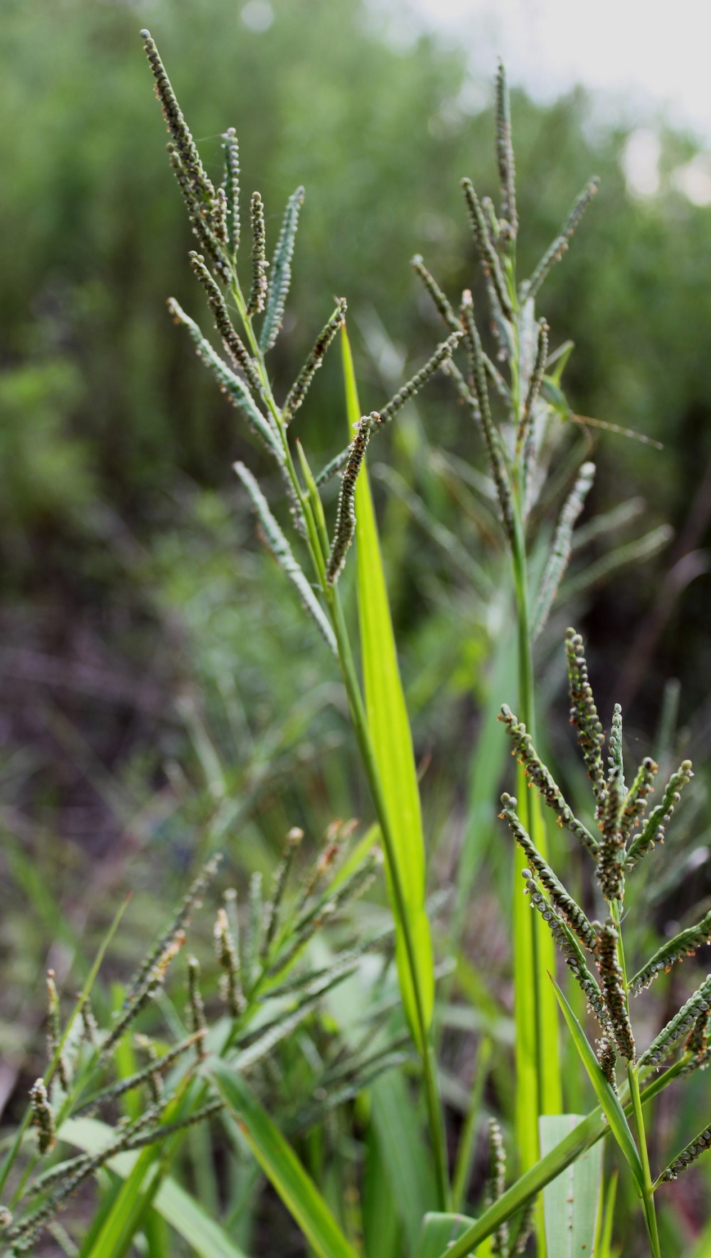 Bull Crowngrass