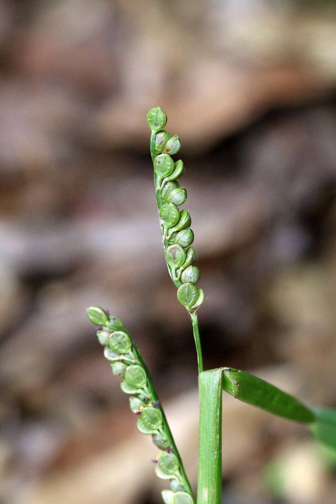 Latin American Crowngrass