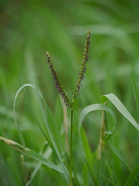 Water Paspalum