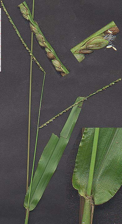 Rustyseed Paspalum