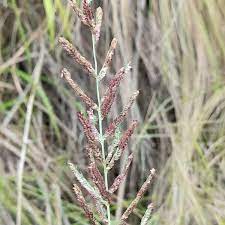 Ribbed Paspalum