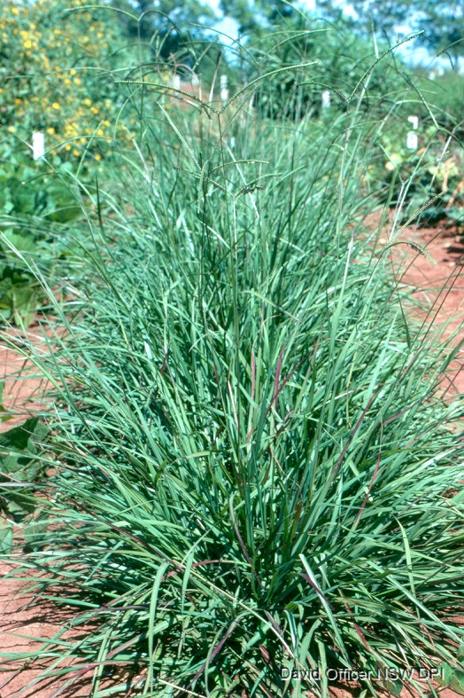 Bahiagrass Paspalum notatum var. latiflorum