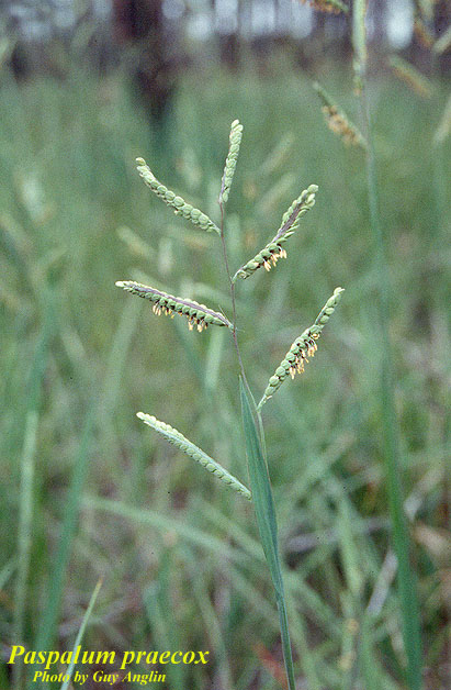 Early Paspalum
