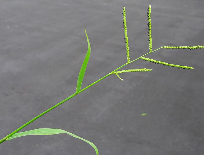 Hairyseed Paspalum