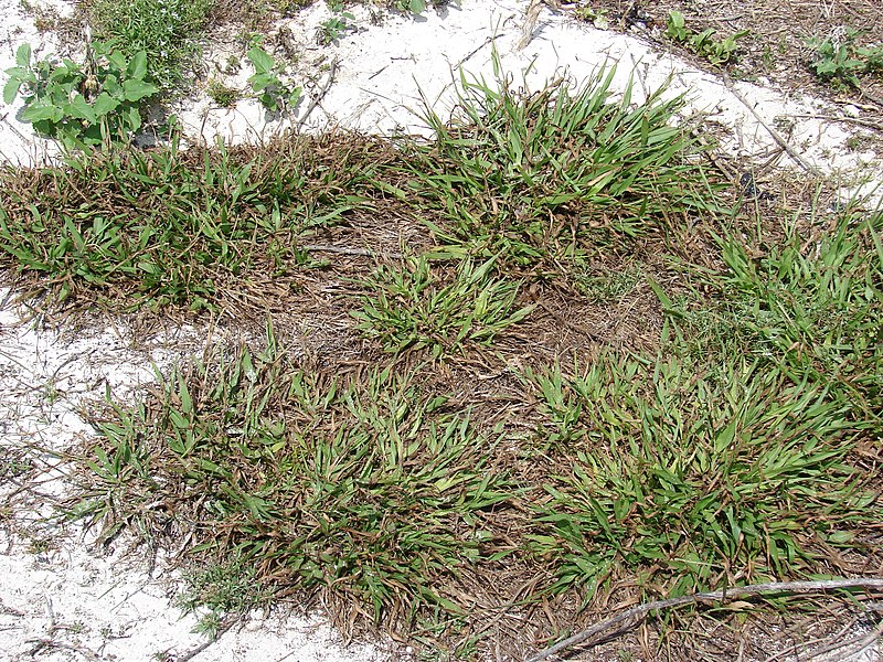 Thin Paspalum