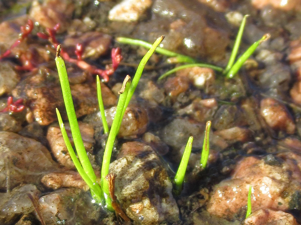 Rock Quillwort
