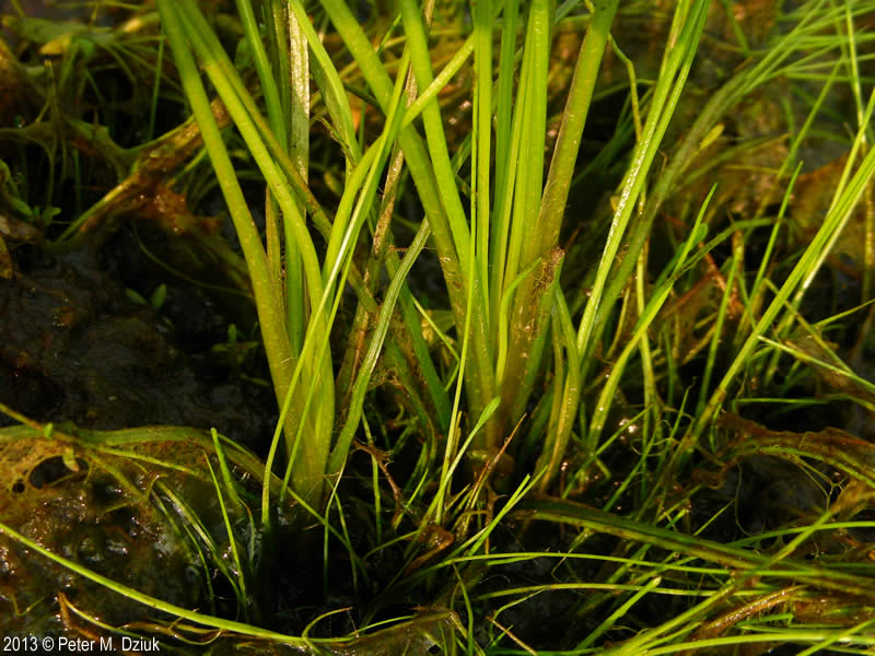 Blackfoot Quillwort