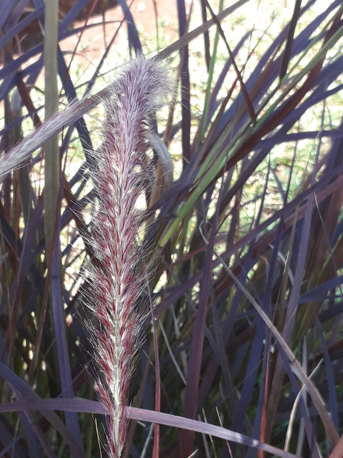 Cenchrus Species, Foreign Fountain Grass
