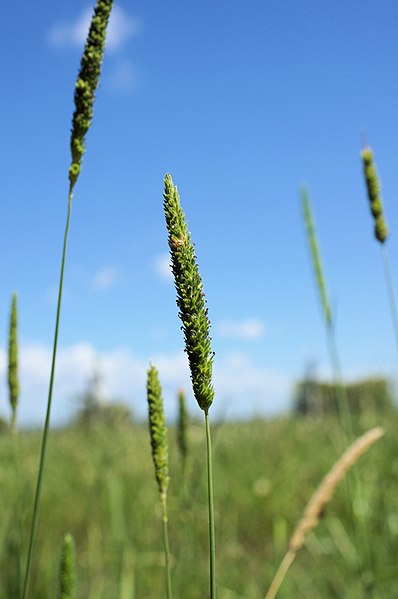 Timothy Canarygrass