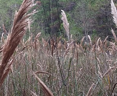 Narrow Plumegrass