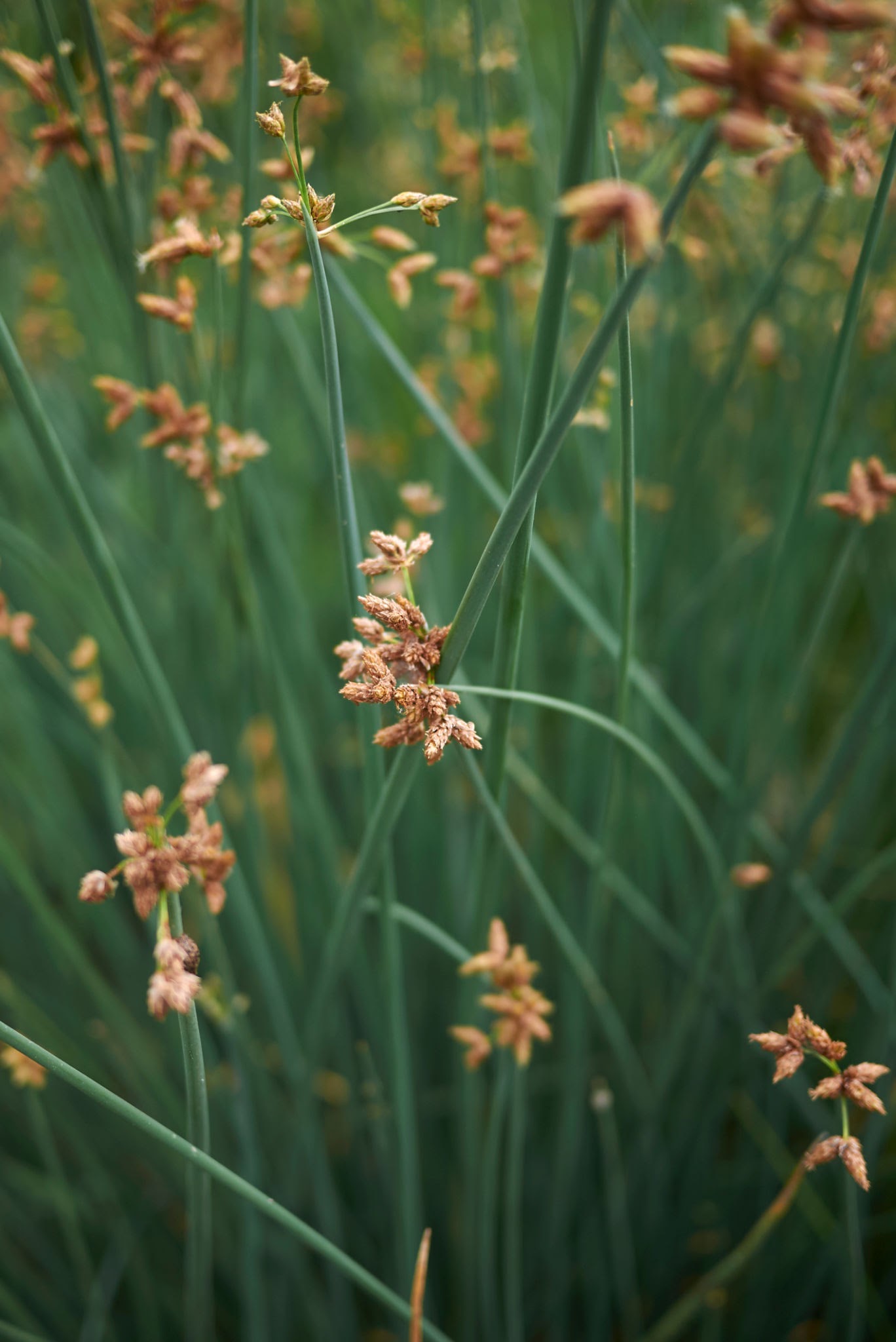 Hardstem Bulrush