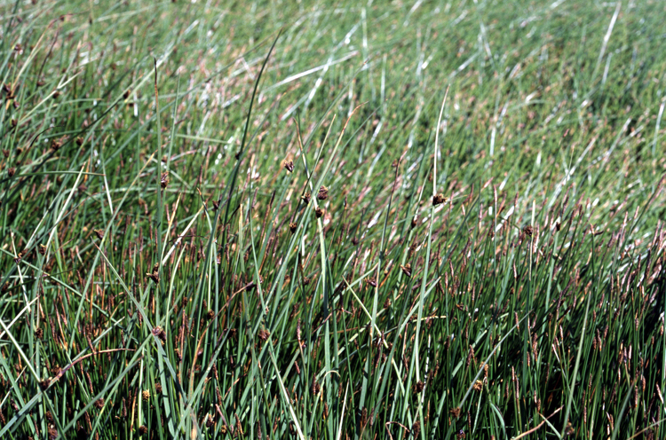 Chairmakers Bulrush