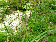 Slender Indiangrass