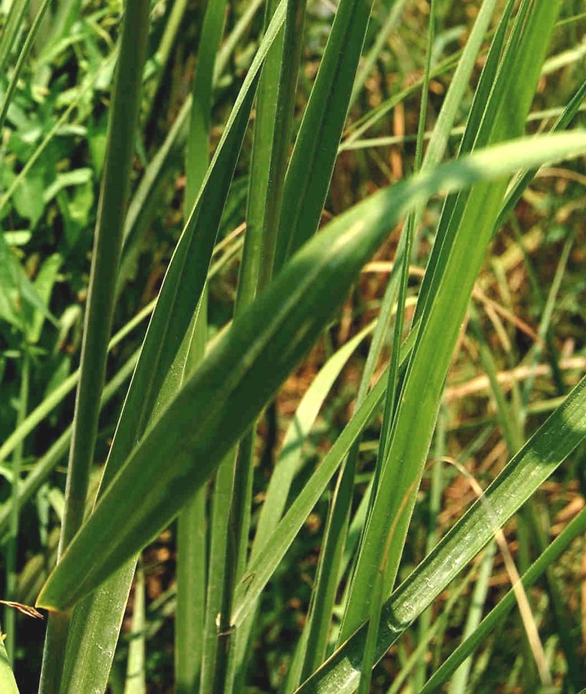 Big Cordgrass