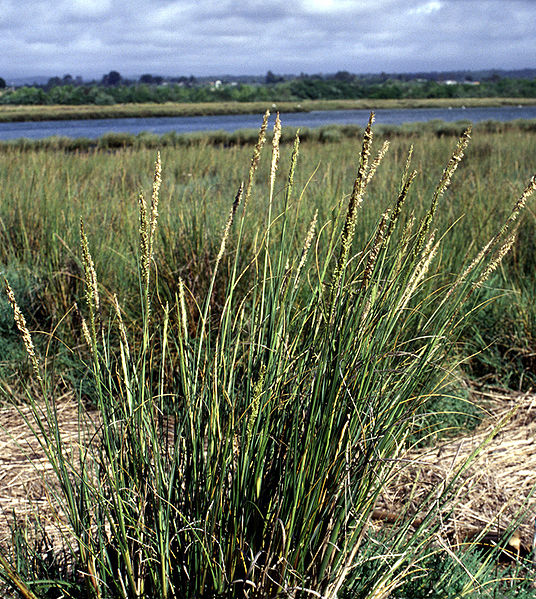 Gulf Cordgrass