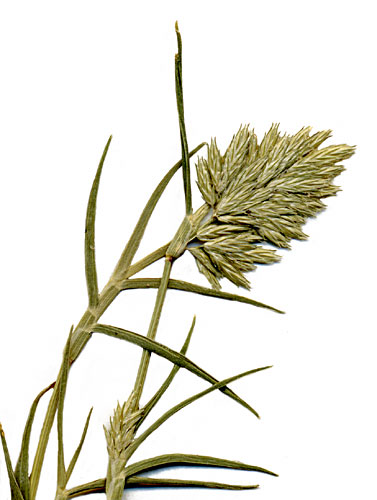 Creeping Lovegrass