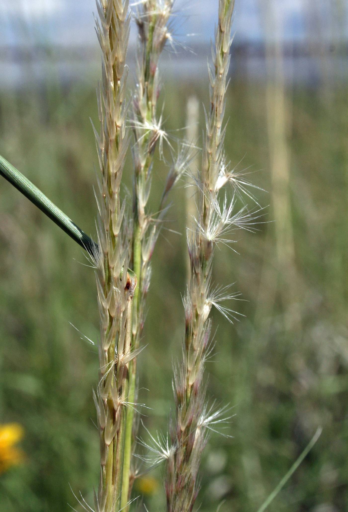 Pink Pappusgrass