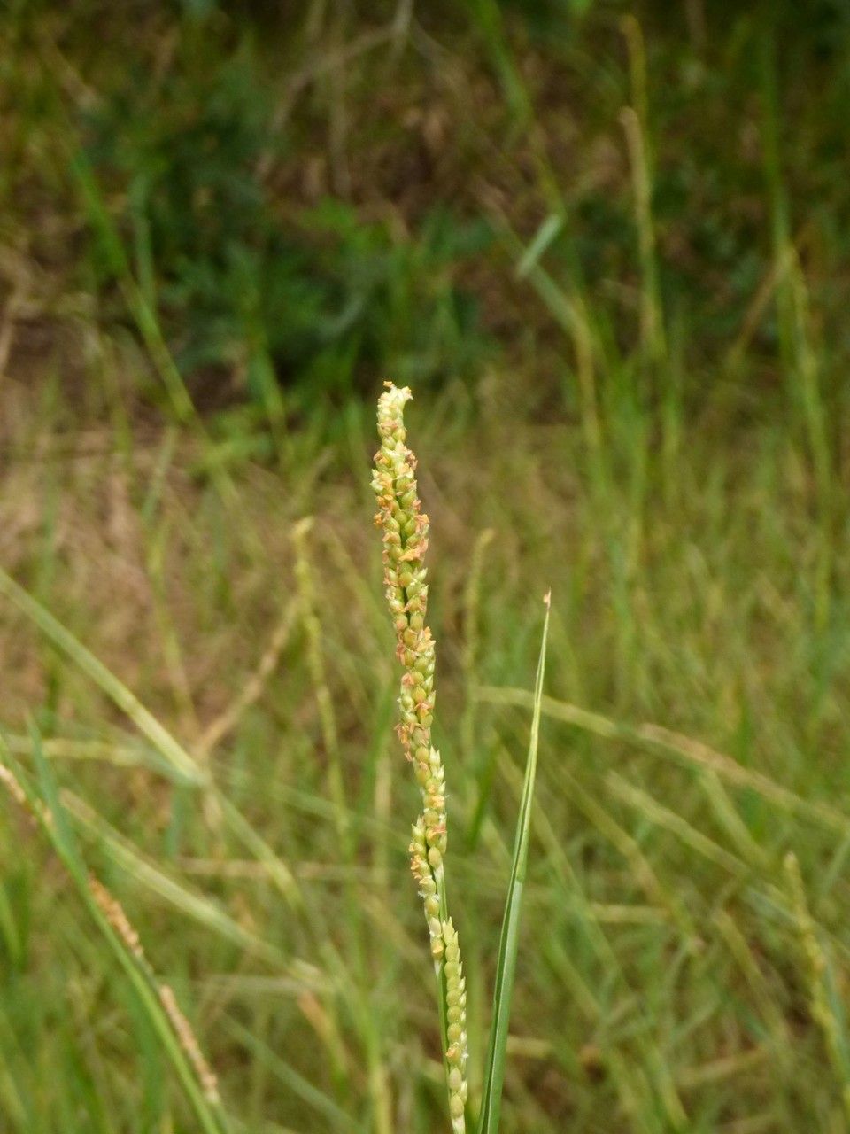 Egyptian Panicgrass Paspalidium geminatum