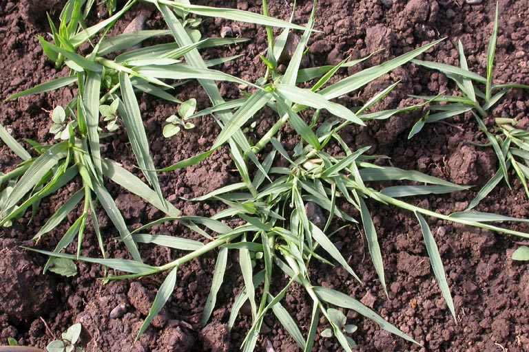 Egyptian Panicgrass Paspalidium geminatum var. paludivagum
