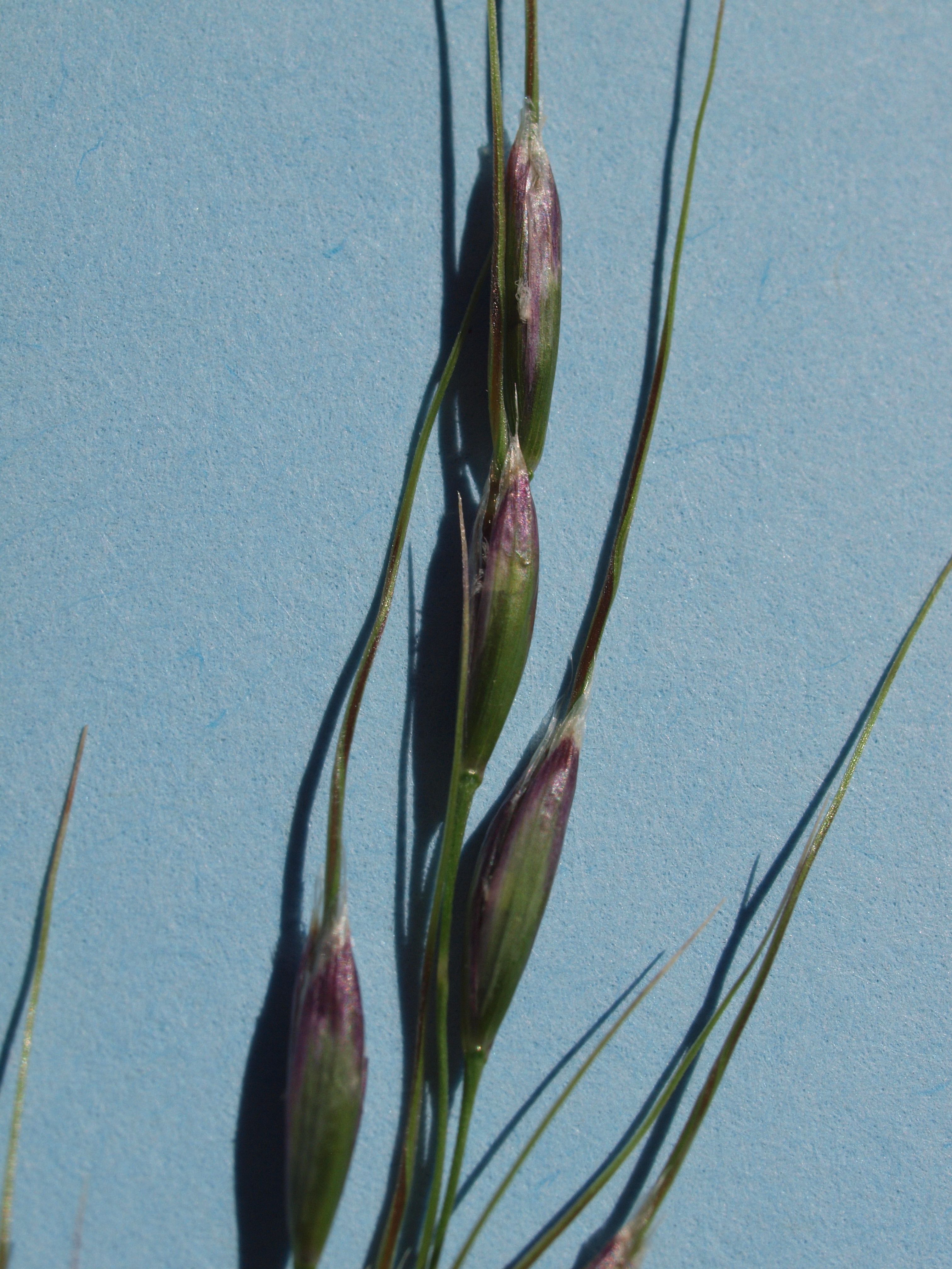 Piptochaetium Species, Pringles Needlegrass, Pringles Speargrass