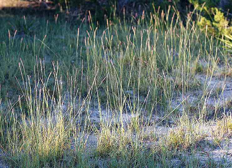 Rough Dropseed