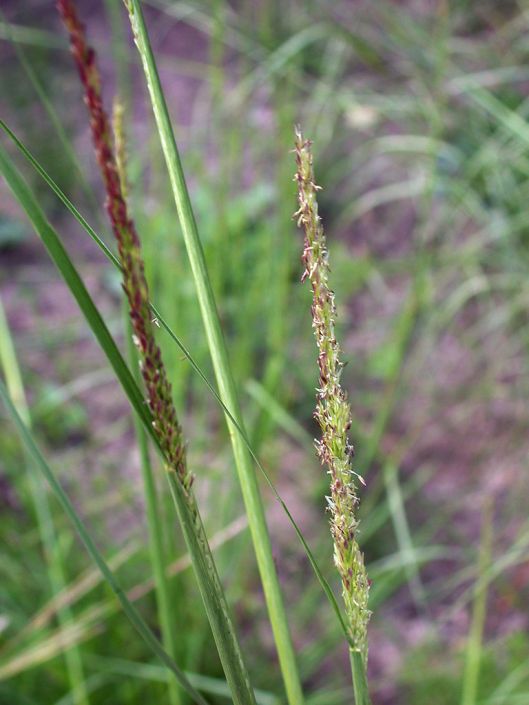 Composite Dropseed Sporobolus compositus