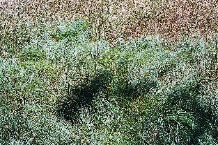 Drummonds Dropseed