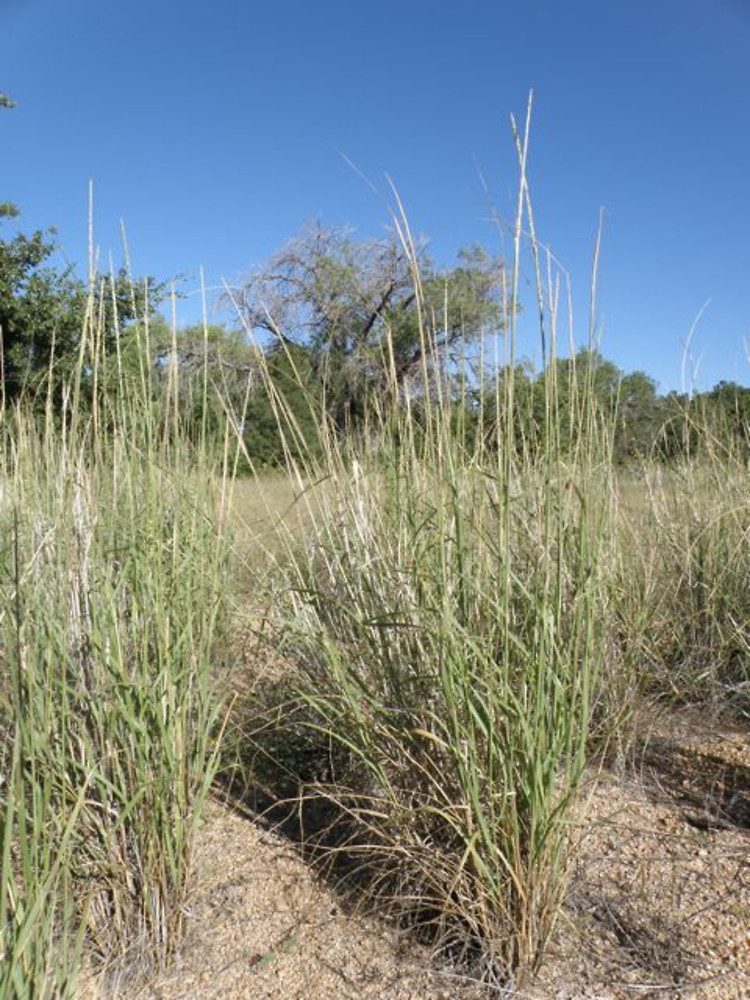 Spike Dropseed