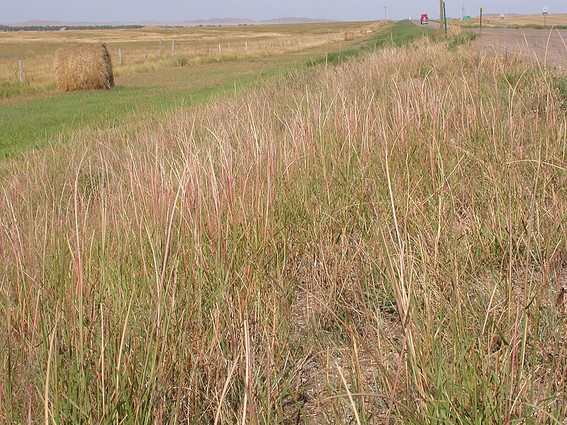 Sand Dropseed