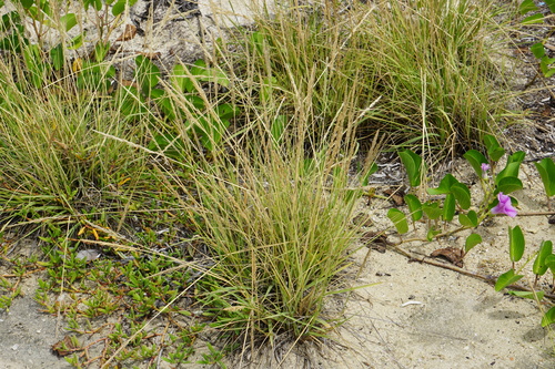 Coral Dropseed