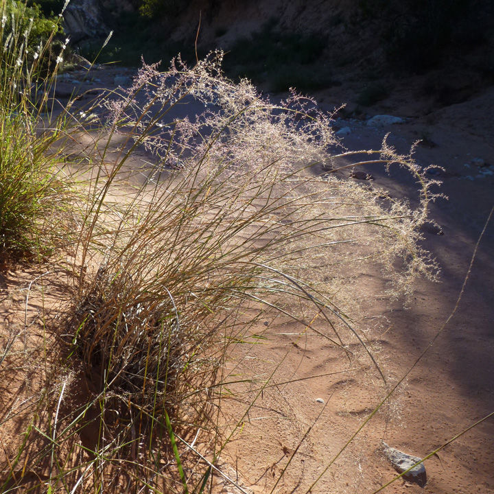 Mesa Dropseed