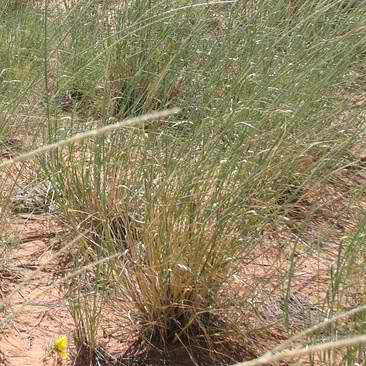 Giant Dropseed