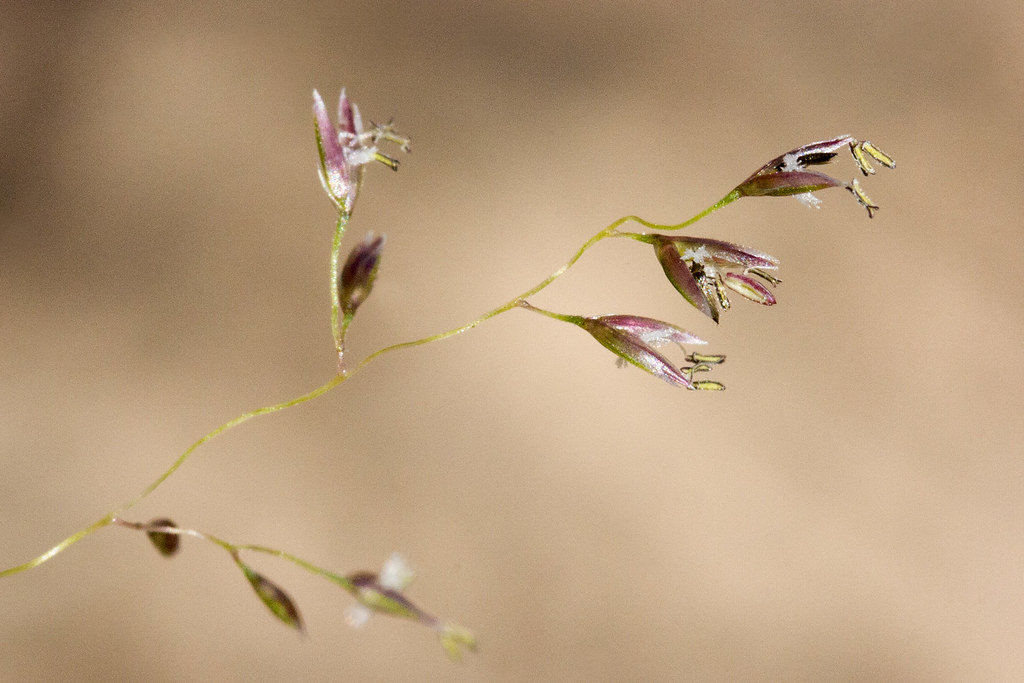 Gyp Dropseed