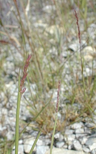 Puffsheath Dropseed