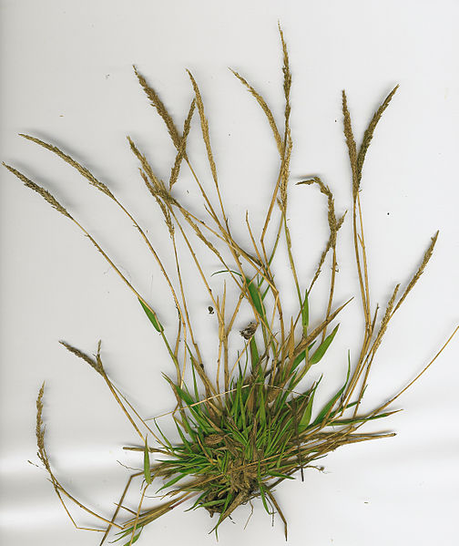Purple Dropseed