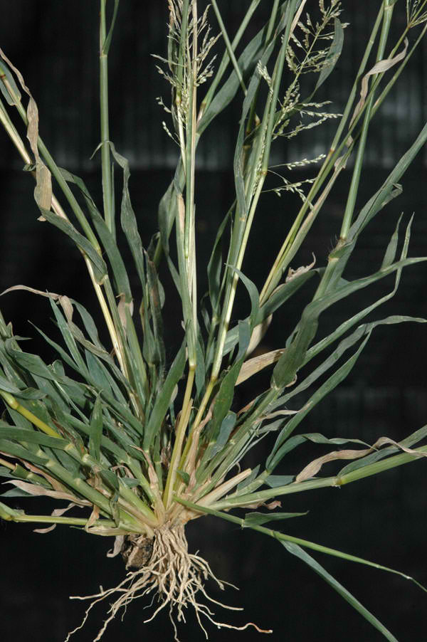 Madagascar Dropseed
