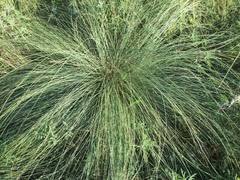 Silveus' Dropseed