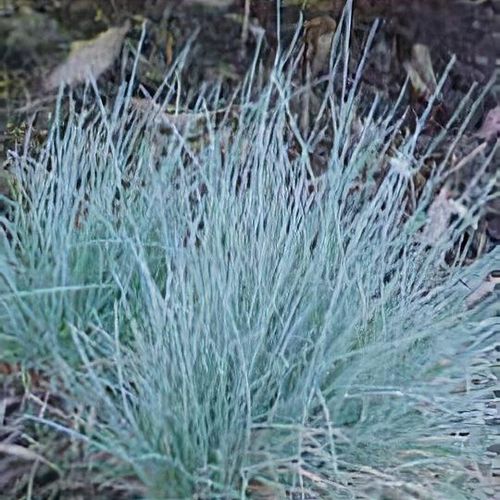 Festuca, Blue Fescue Blue Glow
