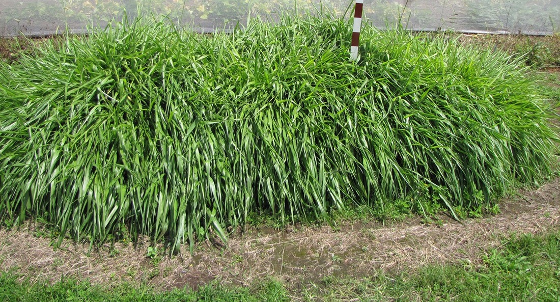 Palisade Grass