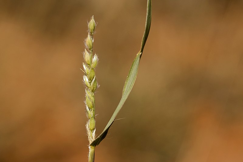 Fringed Signalgrass