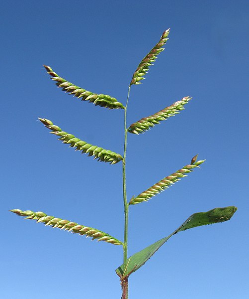 African Liverseed Grass